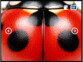capture d'écran d'une coccinelle