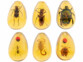 insectes dans de l'ambre pour kit de fouilles vus de dessus