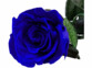 Rose éternelle bleue avec tige