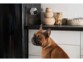 Bouledogue français brungé assis devant des meubles de cuisine et un frigo sur lequel est collée la caméra pour animaux de compagne compacte Petcube Cam alimentée par secteur