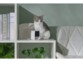 Chaton gris et blanc assis sur une case d'un meuble de rangement à côté de la mini caméra de vidéosurveillance Petcube Cam et d'un canapé