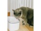 Chat au pelage foncé et aux yeux jaunes entrain de boire assis dans la fontaine à eau USB posé sur le parquet devant un radiateur