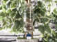 6 adaptateurs d'irrigation avec pointe en argile pour bouteilles plastiques PET de la marque Royal Gardineer