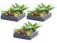 3 tableaux végétaux avec cadre - Succulentes - 20 x 20 cm