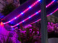 Bandes de culture à LED avec adaptateur secteur - 6 m