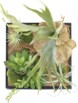 3 tableaux végétaux avec cadre - Herbacées - 20 x 20 cm