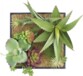 3 tableaux végétaux avec cadre - Succulentes - 20 x 20 cm