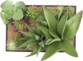 3 tableaux végétaux artificiels avec cadre - Succulentes - 30 x 20 cm