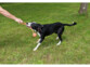 Jouets pour chiens