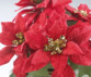 Composition florale de Noël avec poinsettias et panier tissé