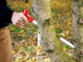 Mise en situation d'un homme sectionnant un tronc d'arbre moyen avec la scie à bois