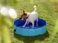 Piscine pliable pour chiens avec fond antidérapant - Ø 80 cm SweetyPet. Idéale pour baigner ou jouer avec votre chien
