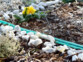 Mise en situation de l'arrosage d'un parterre de fleurs bornés par des cailloux via le tuyau d'arrosage perforé