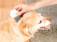 Utilisation d'un peigne à dents fines pour oter les puces dans les poils d'un chien.