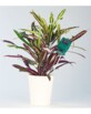 Mise en situation du capteur d'humidité, de lumière et de pH planté dans un pot de fleurs plants contenant une plante exotique