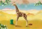 Girafe Playmobil Wiltopia 71048 sur fond de savane