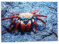 Crabe sur un rocher en couleurs