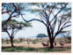 Paysage de la savane africaine imprimé en couleurs sur papier A3 à l'imprimante jet d'encre