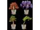 Divers exemples de pousses de plantes en pot arrivées à terme : flamboyant, fougère, épicéa et pin