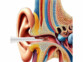 Otoscope connecté avec caméra 5 Mpx et image en direct