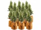 Pack de 12 housses d’hivernage pour plantes de 50 x 45 cm de la marque Royal Gardineer