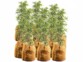 Pack de 12 housses d’hivernage pour plantes de 70 x 65 cm de la marque Royal Gardineer