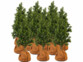 12 housses d’hivernage pour pot 40 x 40 cm de la marque Royal Gardineer