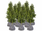 12 housses d’hivernage pour pot 50 x 45 cm de la marque Royal Gardineer