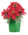 Composition florale de Noël avec poinsettias et panier tissé