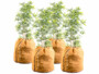 4 housses d’hivernage pour plantes de 70 x 65 cm de la marque Royal Gardineer
