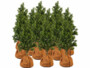 12 housses d’hivernage pour pot 40 x 40 cm de la marque Royal Gardineer