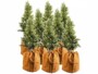 Pack de 8 housses d’hivernage pour plantes de 50 x 45 cm de la marque Royal Gardineer