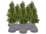 8 housses d’hivernage pour pot 50 x 45 cm de la marque Royal Gardineer
