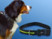 Collier de sécurité LED pour chien 'Neon Light'