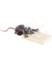 Image article Le Rat Effrayant