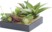 Image article Tableau végétal avec cadre - Succulentes - 20 x 20 cm