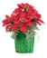 Composition florale de Noël avec poinsettias et panier tissé
