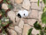 Caméra de surveillance IP Full HD 7Links coloris blanc, fixée à un mur de pierre couleur sable, avec plantes grimpantes de part et d'autre