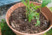 Système de micro-irrigation pour plantes en pots.