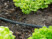 Utilisation d'un tuyau d'irrigation poreux dans un champ de salades.