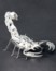 Image article Elements de Construction En Aluminium Scorpion