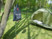 Douche de camping et de jardin solaire - 20 L Semptec. Mise en situation accrochée sur un arbre