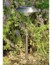 Image article Lanterne Solaire 'Glory'