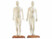 Image article 2 mannequins d’acupuncture (homme/femme)