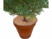 Mise en situation d'une natte de coco ronde placée sur la terre d'une plante type pin dans un pot en plastique marron de diamètre 38 cm
