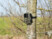 Caméra nature 2K connectée avec capteur PIR et vision nocturne WK430.Wifi vue montée sur un arbre