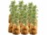 Image article 12 housses d’hivernage pour pot 70 x 65 cm