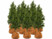 Image article 12 housses d’hivernage pour pot de fleur - 40 x 40 cm - Marron