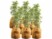 Image article 8 housses d’hivernage pour pot 70 x 65 cm