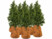 Image article 8 housses d’hivernage pour pot de fleur - 40 x 40 cm - Marron